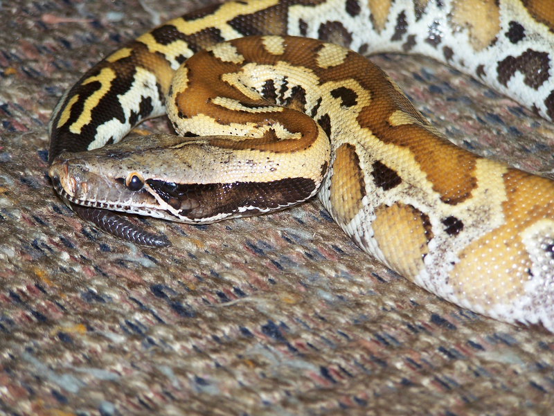 Python brongersmai - Brongersma's short-tailed python, red blood python (Python brongersmai).jpg