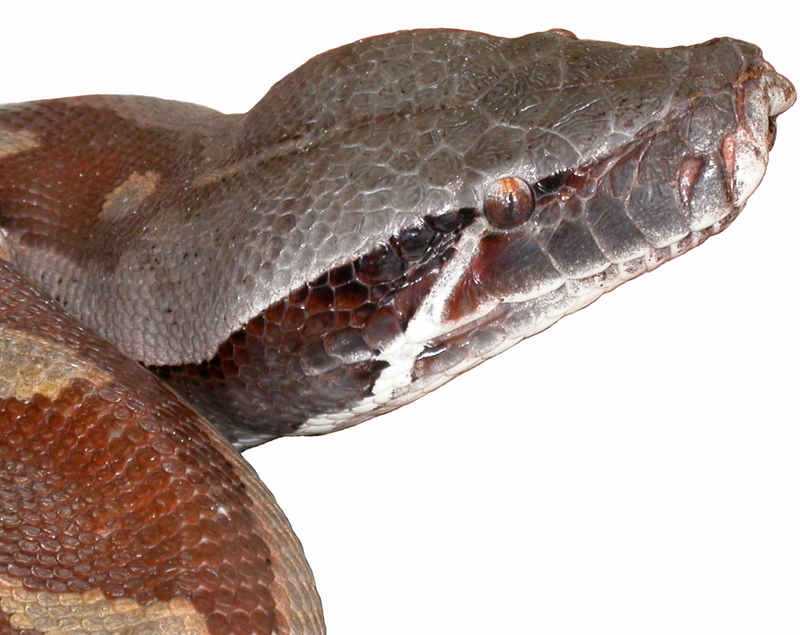 Head-Python brongersmai - Brongersma's short-tailed python, red blood python (Python brongersmai).jpg