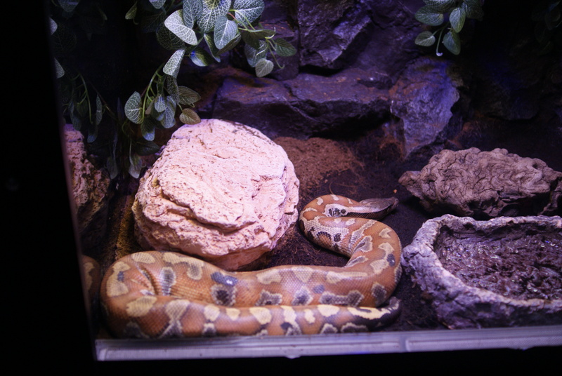 Python brongersmai in the Antalya Aquarium - Brongersma's short-tailed python, red blood python (Python brongersmai).jpg
