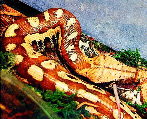 Python curtus (2) - Sumatran short-tailed python, Sumatran blood python (Python curtus).jpg