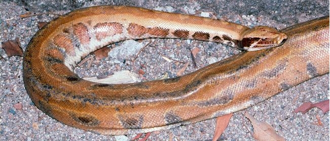 P.kyaiktiyo II - Myanmar short-tailed python (Python kyaiktiyo).png