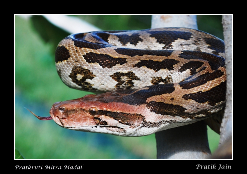 Indian rock python pratik - Indian rock python (Python molurus).JPG