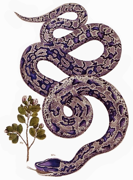 Albertus Seba Python sebae - African rock python (Python sebae).jpg