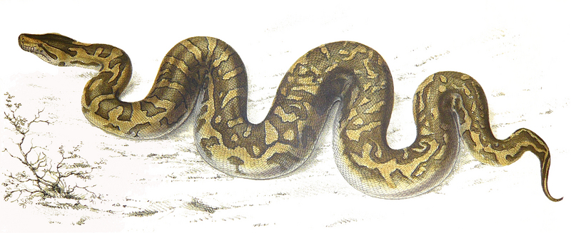 Python natalensis Smith 1840 - Southern African rock python, Python sebae natalensis.jpg