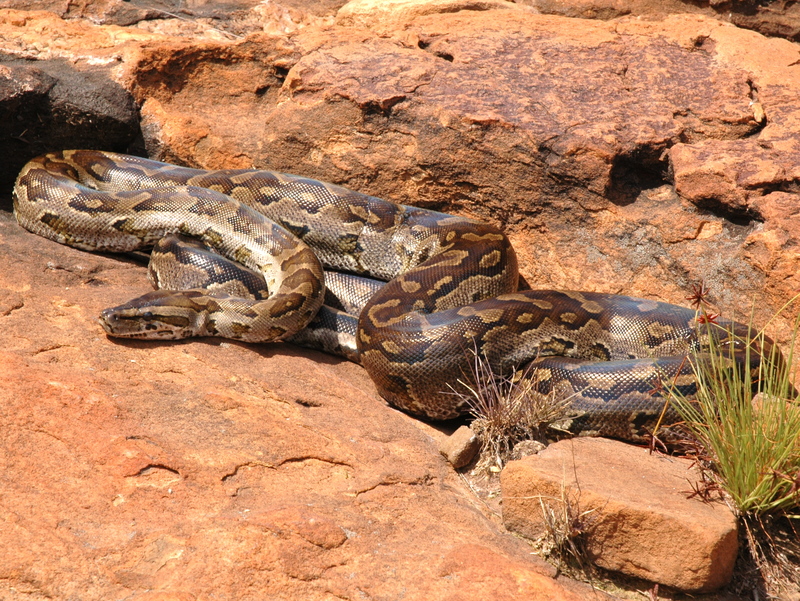 Python natalensis G. J. Alexander - Southern African rock python (Python sebae natalensis).JPG