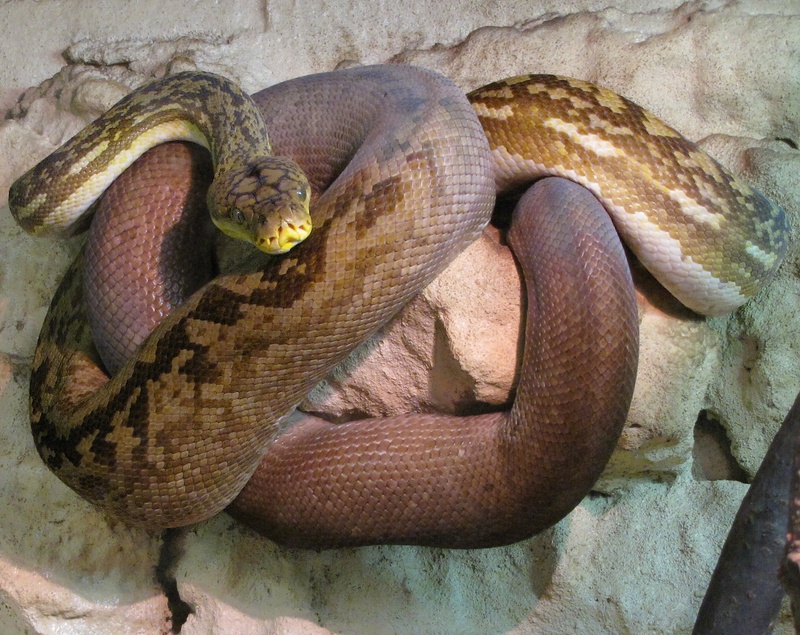 Adult Lesser Sundas Python (Python timoriensis) - Timor python (Python timoriensis).jpg