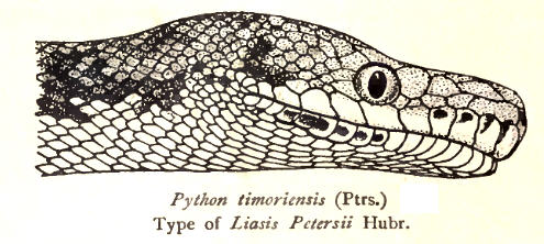 Python.Timoriensis.Rooij - Timor python (Python timoriensis).jpg
