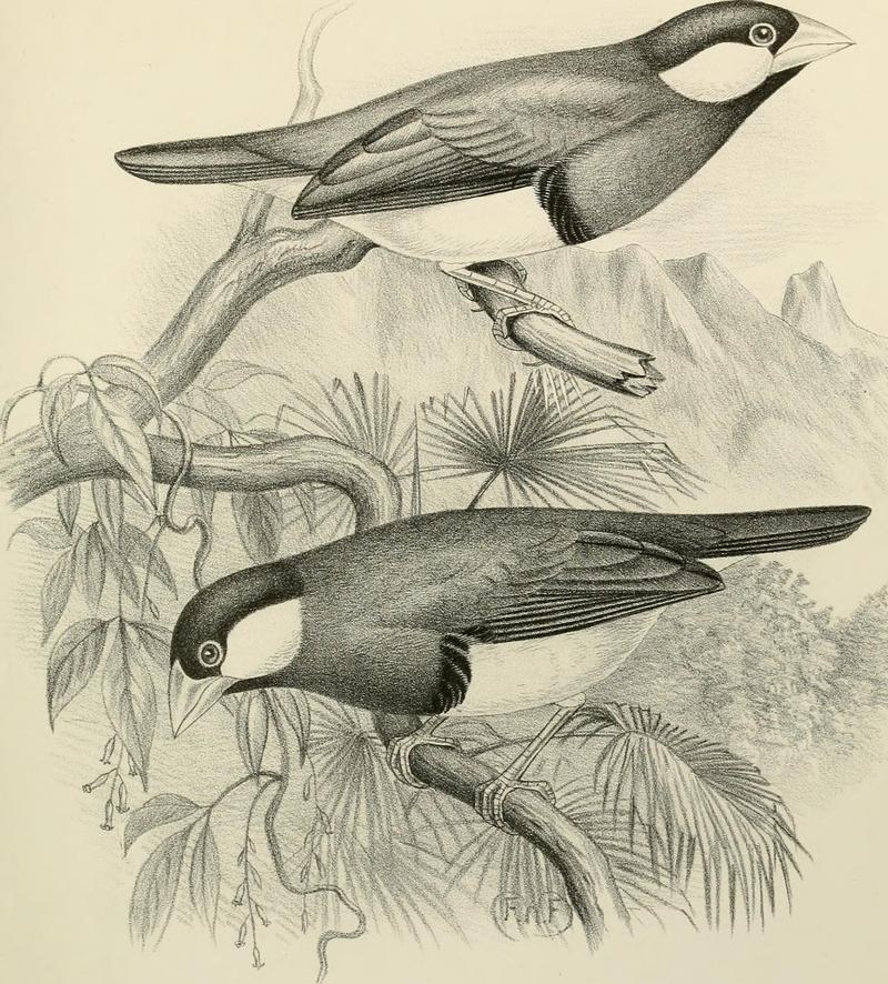 A monograph of the weaver-birds, Ploceidand arboreal and terrestrial finches, Fringillid (1888) (14563268269) - Timor sparrow, Timor dusky sparrow (Lonchura fuscata).jpg