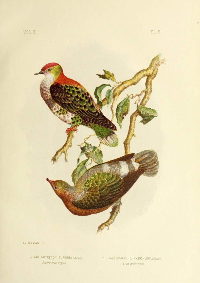 The birds of Australia (16677698360) - superb fruit dove (Ptilinopus superbus).jpg
