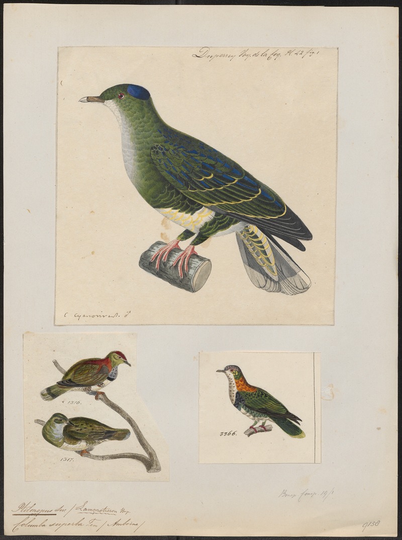 Ptilinopus superbus - 1700-1880 - Print - Iconographia Zoologica - Special Collections University of Amsterdam - UBA01 IZ15600079 - superb fruit dove (Ptilinopus superbus).jpg