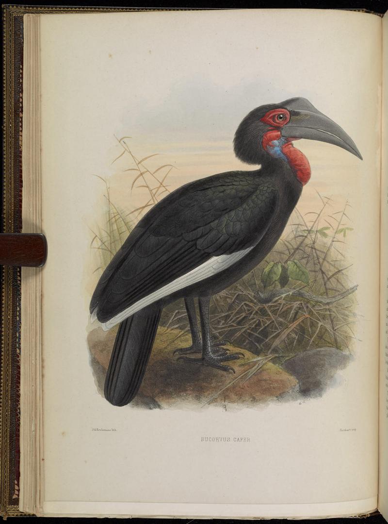 A monograph of the Bucerotidæ, or family of the hornbills (Plate III) BHL38534515 - southern ground hornbill (Bucorvus leadbeateri).jpg