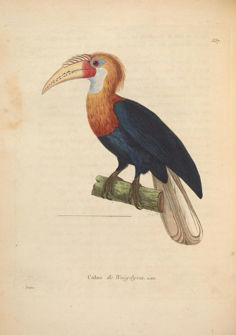 Nouveau recueil de planches coloriées d'oiseaux (10330082455) - Blyth's hornbill, Papuan hornbill (Rhyticeros plicatus).jpg