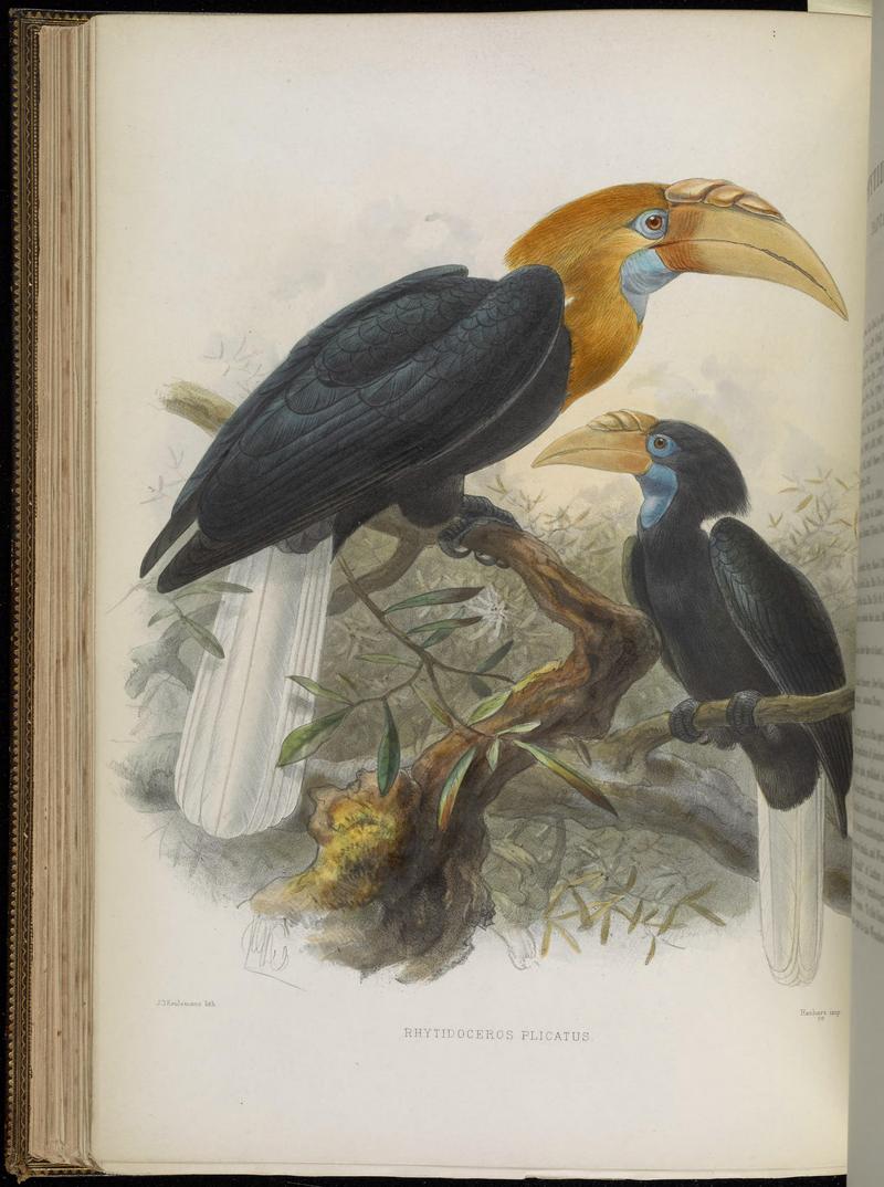 A monograph of the Bucerotidæ, or family of the hornbills (Plate XXXVII) BHL38534659 - Blyth's hornbill, Papuan hornbill (Rhyticeros plicatus).jpg
