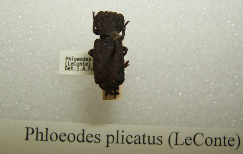 Phloeodes plicatus sjh - Nosoderma plicatum.jpg