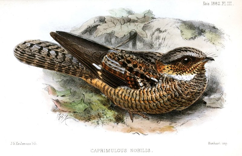 Caprimulgus.Nobilis.Keulemans - white-throated nightjar (Eurostopodus mystacalis).jpg
