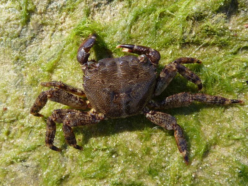 Pachygrapsus marmoratus 2009 G4 - Pachygrapsus marmoratus (marbled rock crab).jpg