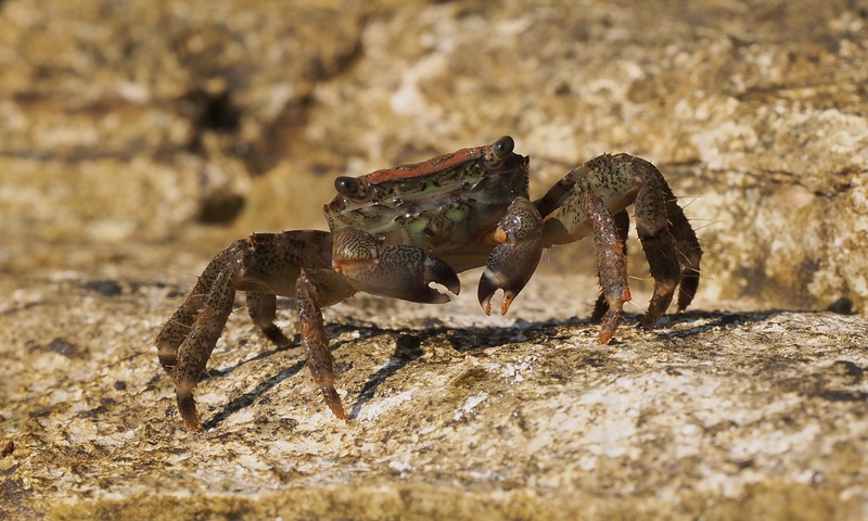 Crab (Pachygrapsus marmoratus) - Pachygrapsus marmoratus (marbled rock crab).jpg