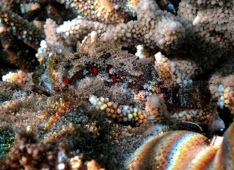 Sebastapistes mauritiana - Sebastapistes mauritiana, Spineblotch scorpionfish.jpg