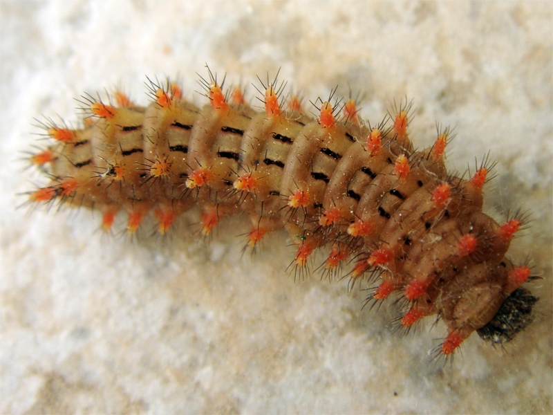Zerynthia rumina larva - Spanish festoon (Zerynthia rumina) caterpillar.png