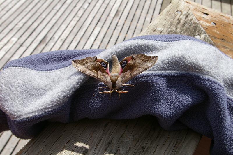 Moth Friday Harbor - Smerinthus cerisyi (one-eyed sphinx, Cerisy's sphinx).JPG