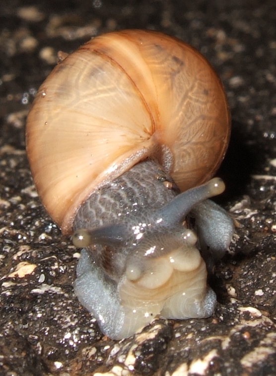 Decollate snail2 - decollate snail, Rumina decollata.jpg