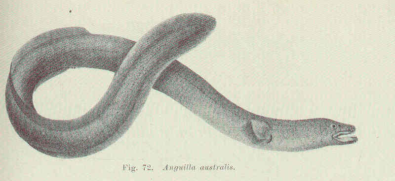 Anguilla australis - short-finned eel, shortfin eel (Anguilla australis).jpg