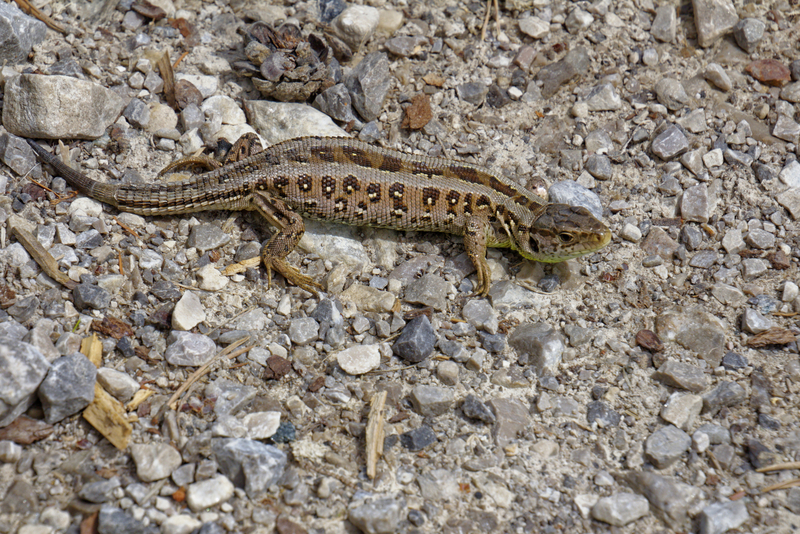 Zauneidechse 1469 - sand lizard (Lacerta agilis).jpg