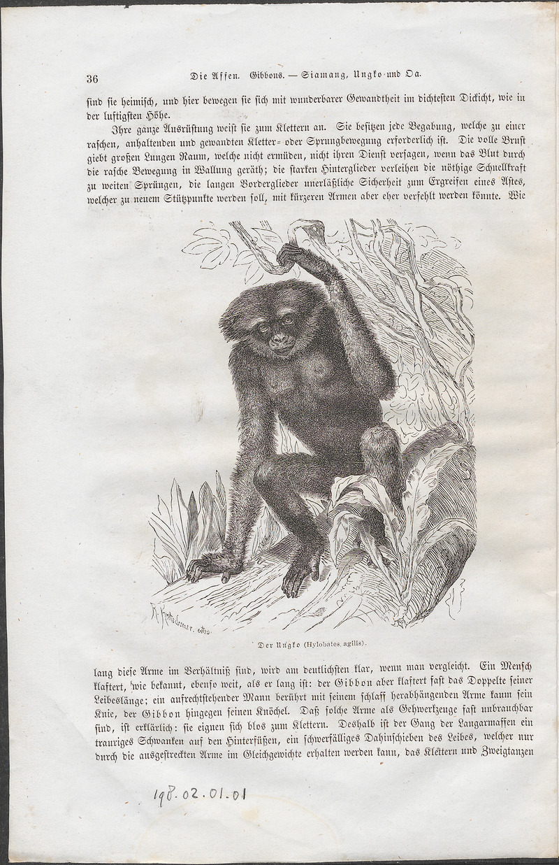 Hylobates agilis - 1700-1880 - Print - Iconographia Zoologica - Special Collections University of Amsterdam - UBA01 IZ19800087 - agile gibbon, black-handed gibbon (Hylobates agilis).jpg