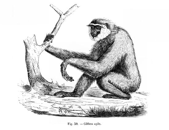 Gibbon BW - agile gibbon, black-handed gibbon (Hylobates agilis).jpg
