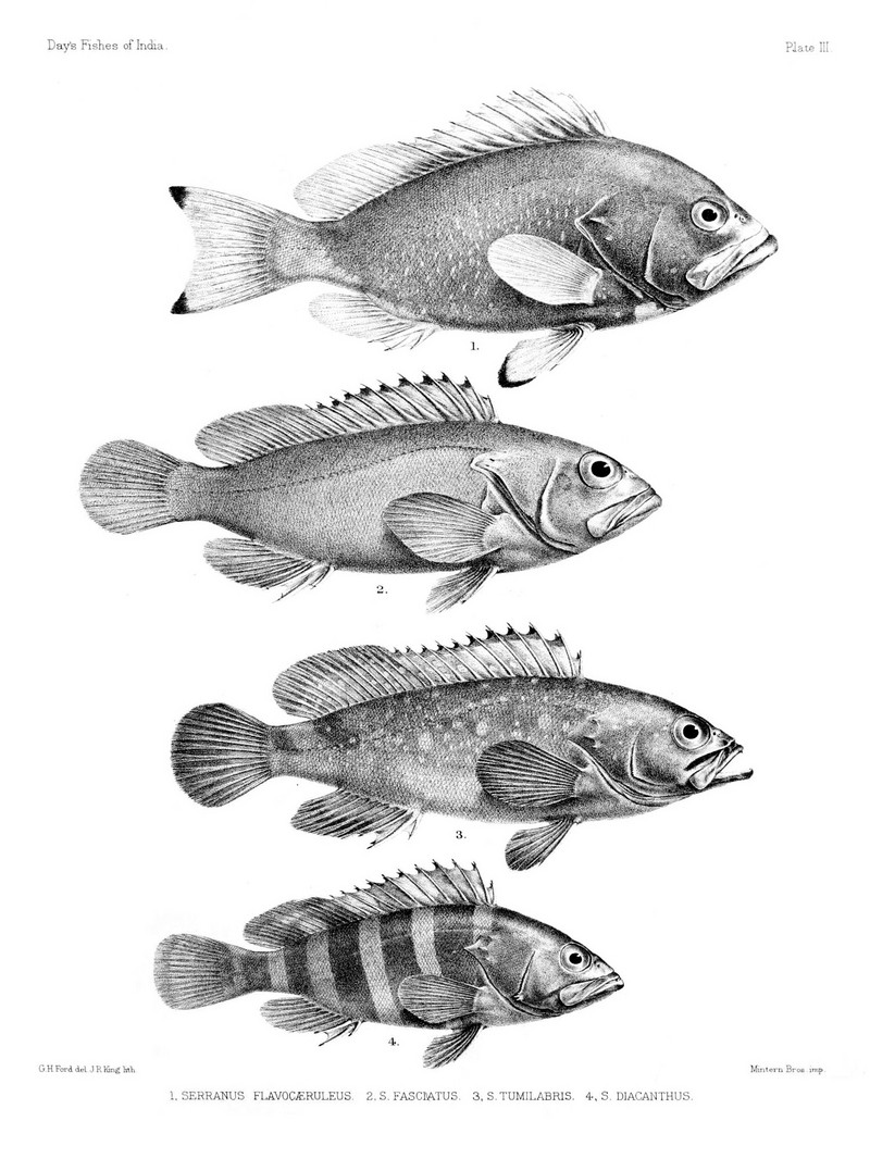 Fishes of India. Atlas. Plate III - Epinephelus flavocaeruleus, Epinephelus fasciatus, Epinephelus ongus), Epinephelus diacanthus.jpg
