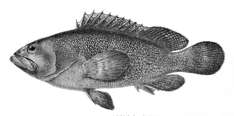 Serranus summana Ford 4 - Epinephelus summana, Summan grouper.jpg