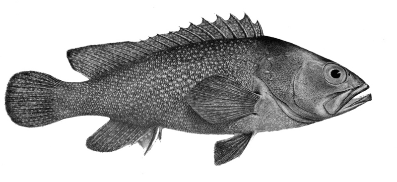 Epinephelus summana - Epinephelus summana, Summan grouper.jpg