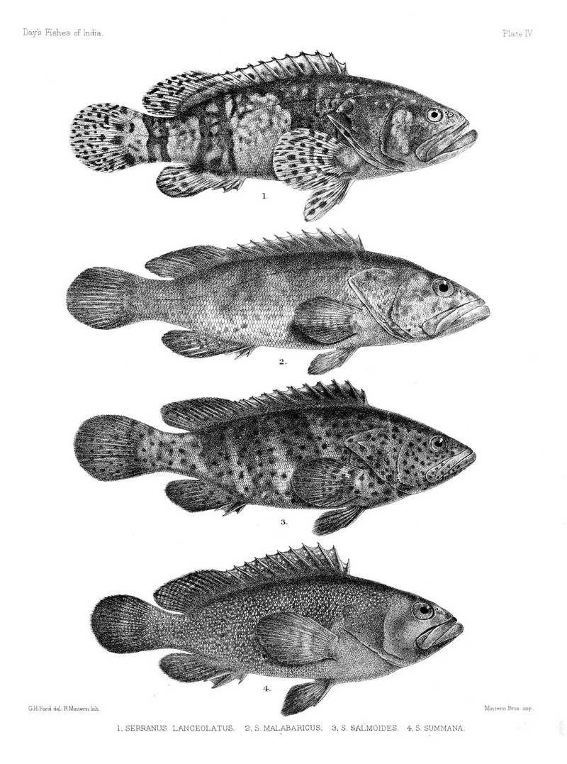 Fishes of India. Atlas. Plate IV - Epinephelus lanceolatus, Epinephelus malabaricus, Epinephelus malabaricus, Epinephelus summana .jpg