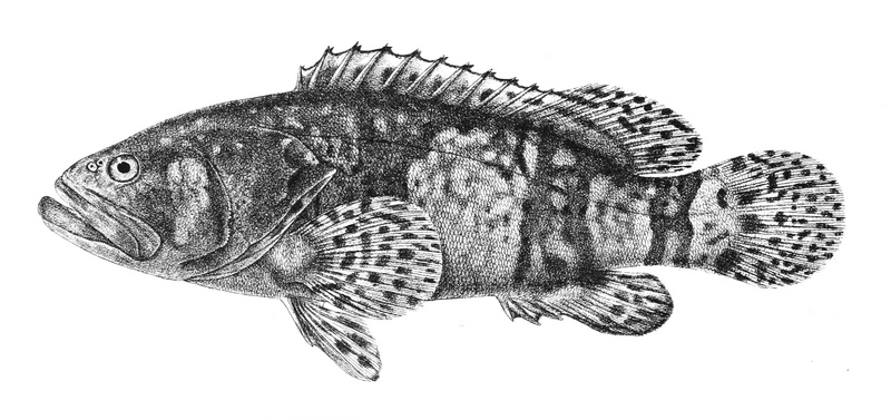 Serranus lanceolatus Ford 4 - Epinephelus lanceolatus, Giant grouper.jpg