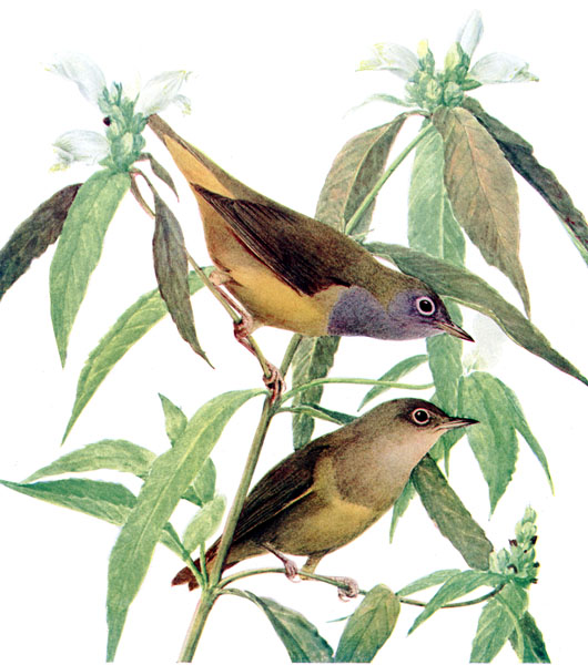 Oporornis agilis.AAP099CB - Connecticut warbler (Oporornis agilis).jpg