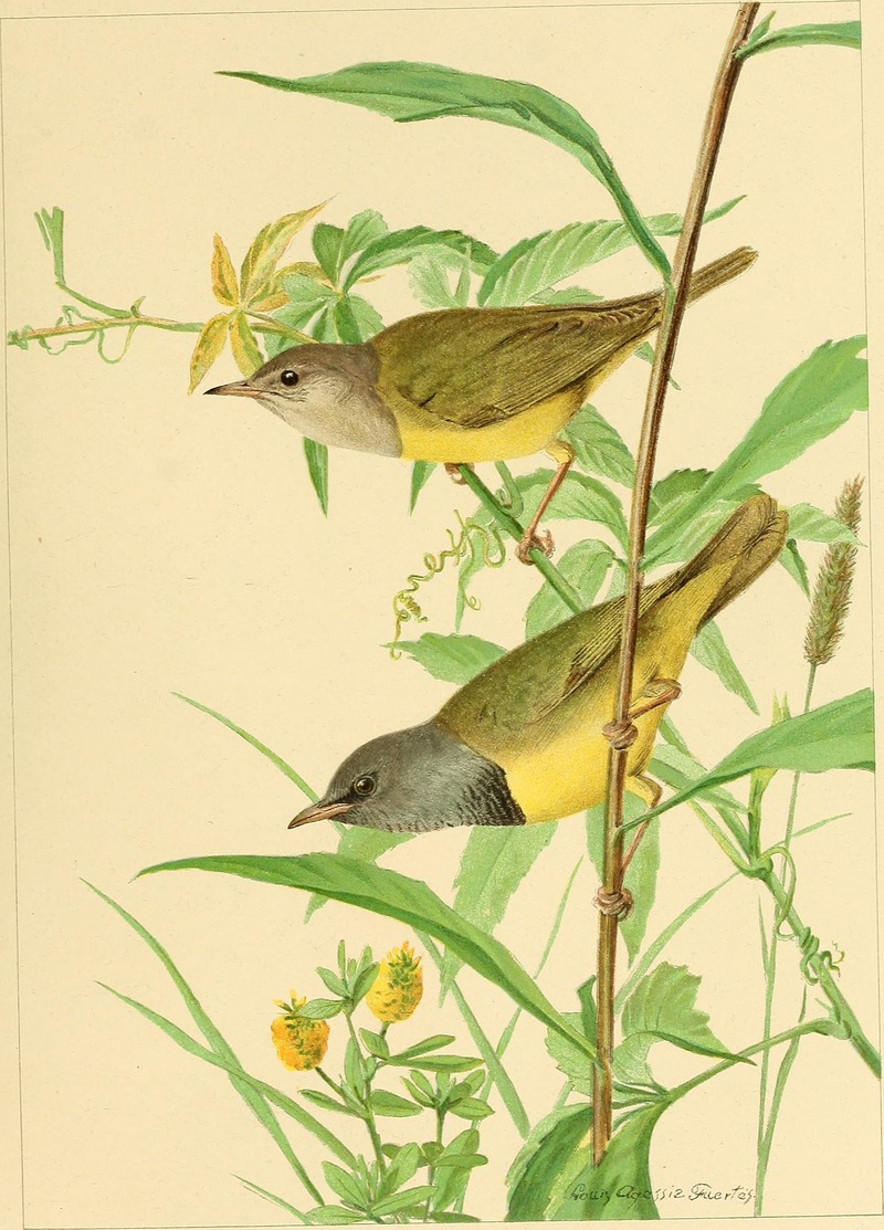 Annual report (1901) (14563515760) - mourning warbler (Geothlypis philadelphia).jpg