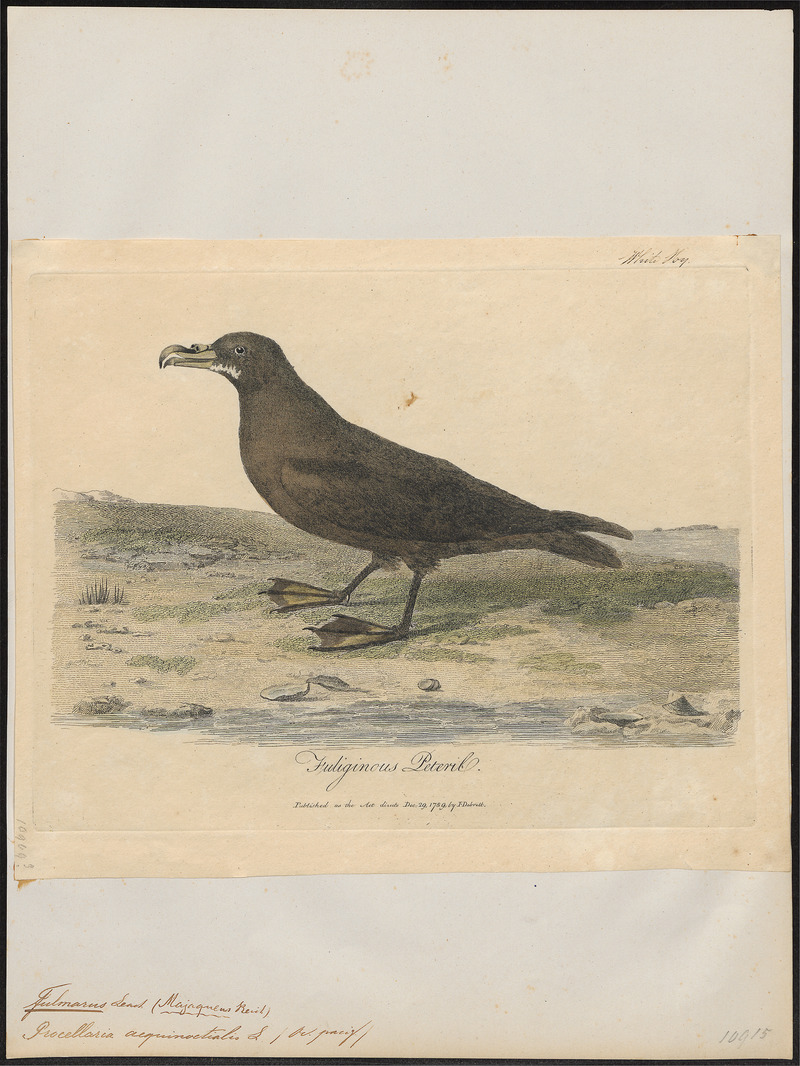 Fulmarus aequinoctialis - 1789 - Print - Iconographia Zoologica - Special Collections University of Amsterdam - UBA01 IZ17900122 - white-chinned petrel, Cape hen (Procellaria aequinoctialis).jpg