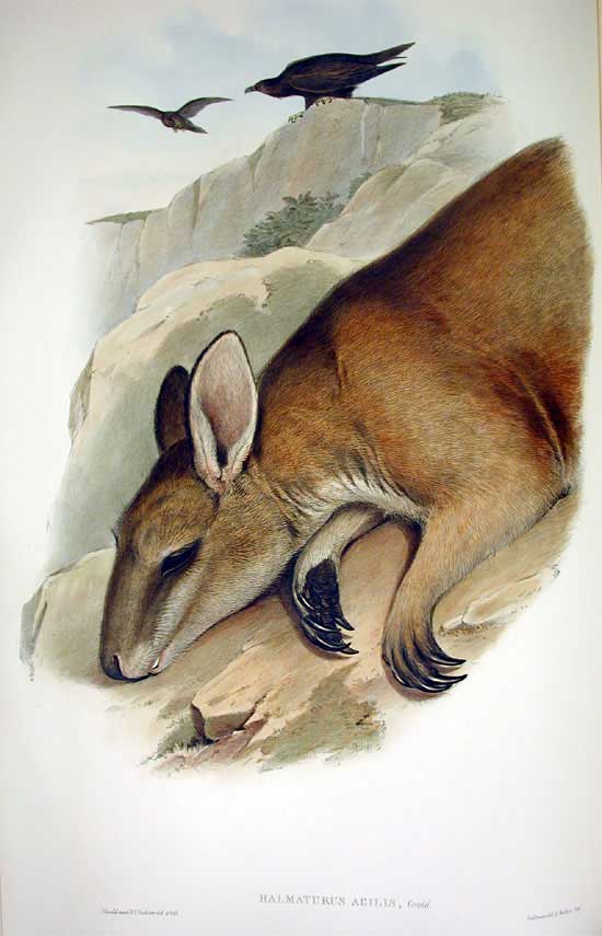 Macropus agilis 2 Gould - agile wallaby, sandy wallaby (Macropus agilis).jpg