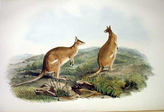 Macropus agilis Gould - agile wallaby, sandy wallaby (Macropus agilis).jpg