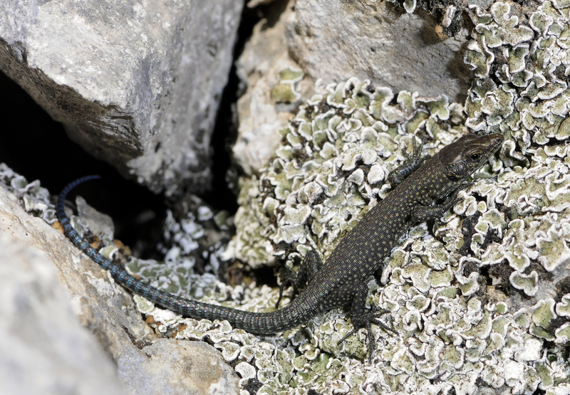 Benny Trapp Dalmatolacerta oxycephala - sharp-snouted rock lizard (Lacerta oxycephala).jpg