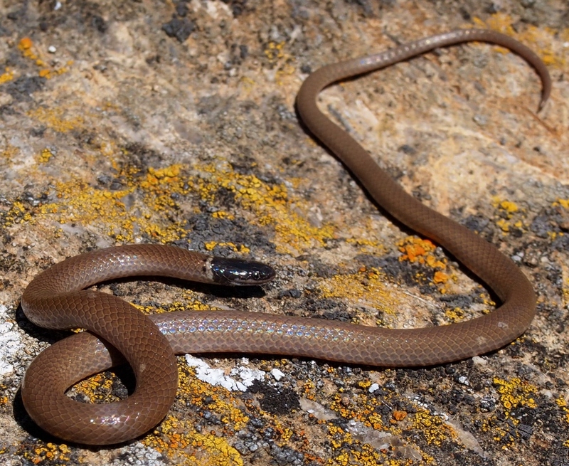 8655565055 229ab28503 o - western black-headed snake (Tantilla planiceps).jpg