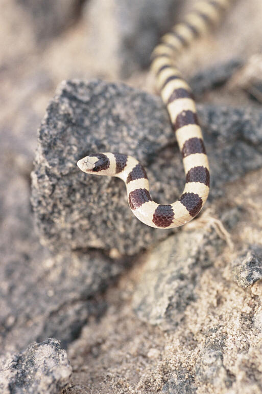 Chionactis occipitalis05 - Western shovelnose snake (Chionactis occipitalis).jpg