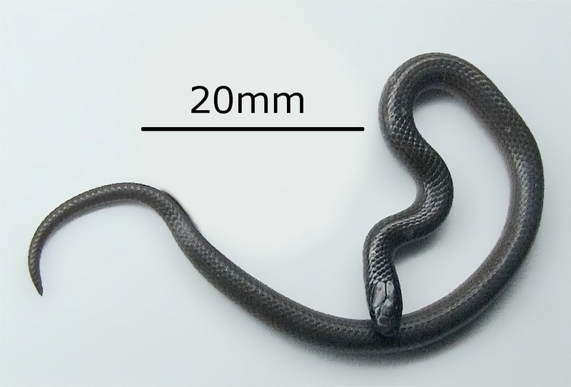 Tantilla gracilis - flathead snake (Tantilla gracilis).jpg
