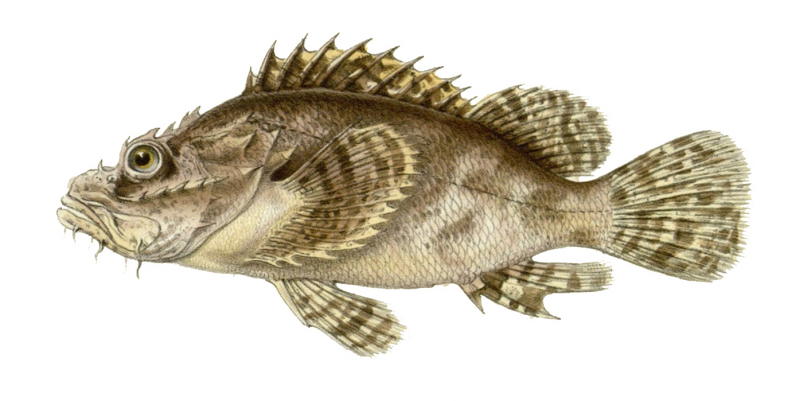 Scorpaenopsis oxycephala - tasseled scorpionfish (Scorpaenopsis oxycephala).jpg