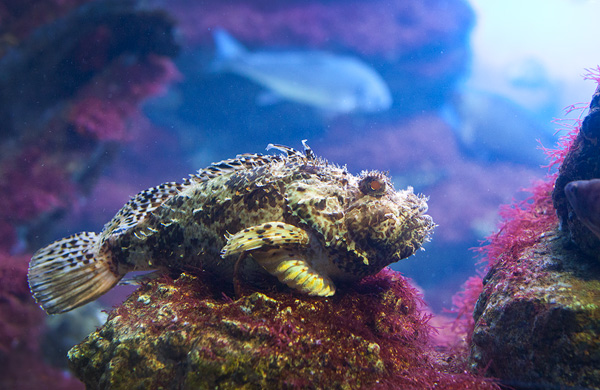 Scorpaena-porcus1 - black scorpionfish (Scorpaena porcus).jpg