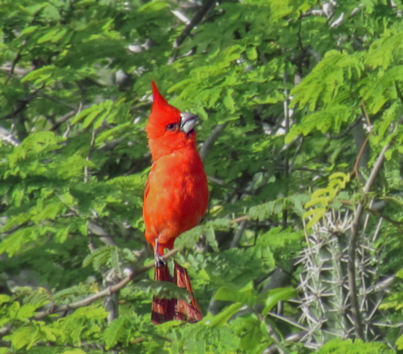 Cardinalis phoeniceus from Venezuela - vermilion cardinal (Cardinalis phoeniceus).jpg