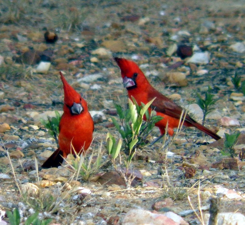CARDENALES PAREJA ABRIL 2014 - vermilion cardinal (Cardinalis phoeniceus), cardinals.jpg