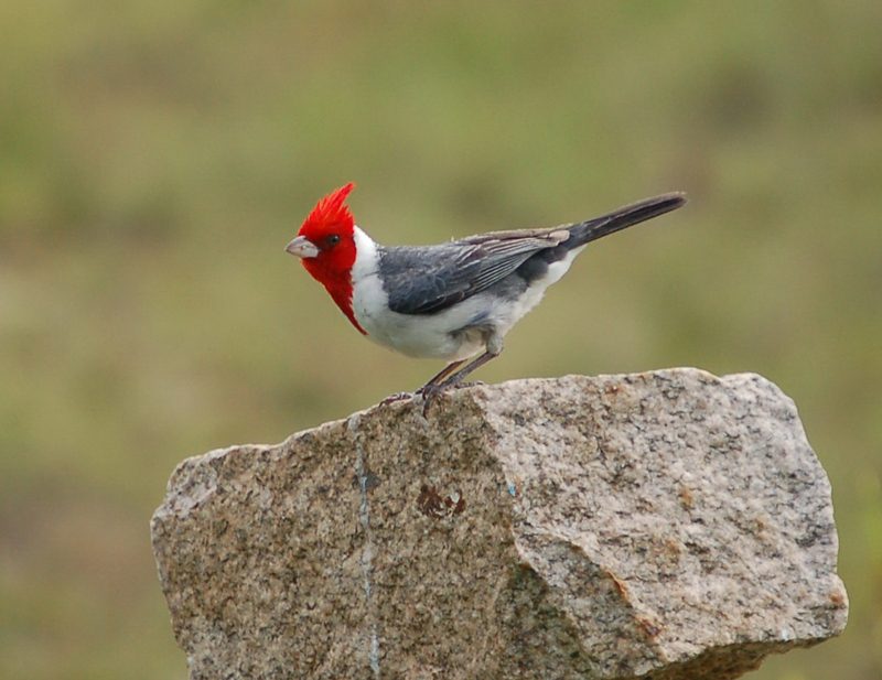 Bird Dario Niz (5) - red-crested cardinal (Paroaria coronata).jpg