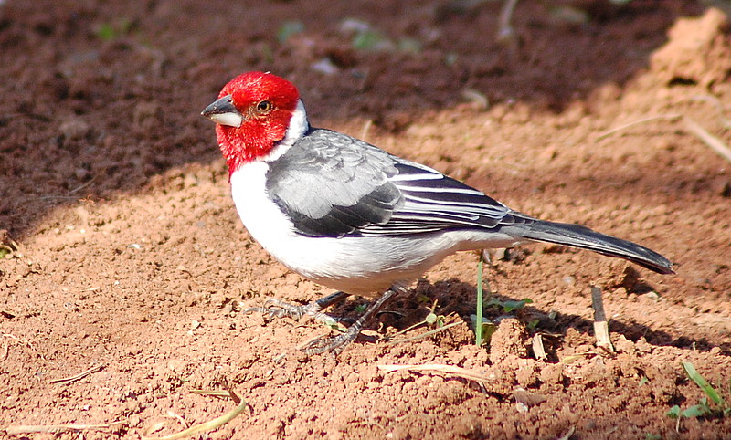 Paroaria dominicana05 - red-cowled cardinal (Paroaria dominicana).jpg