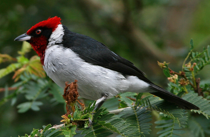 Red-capped Cardinal - masked cardinal (Paroaria nigrogenis).jpg
